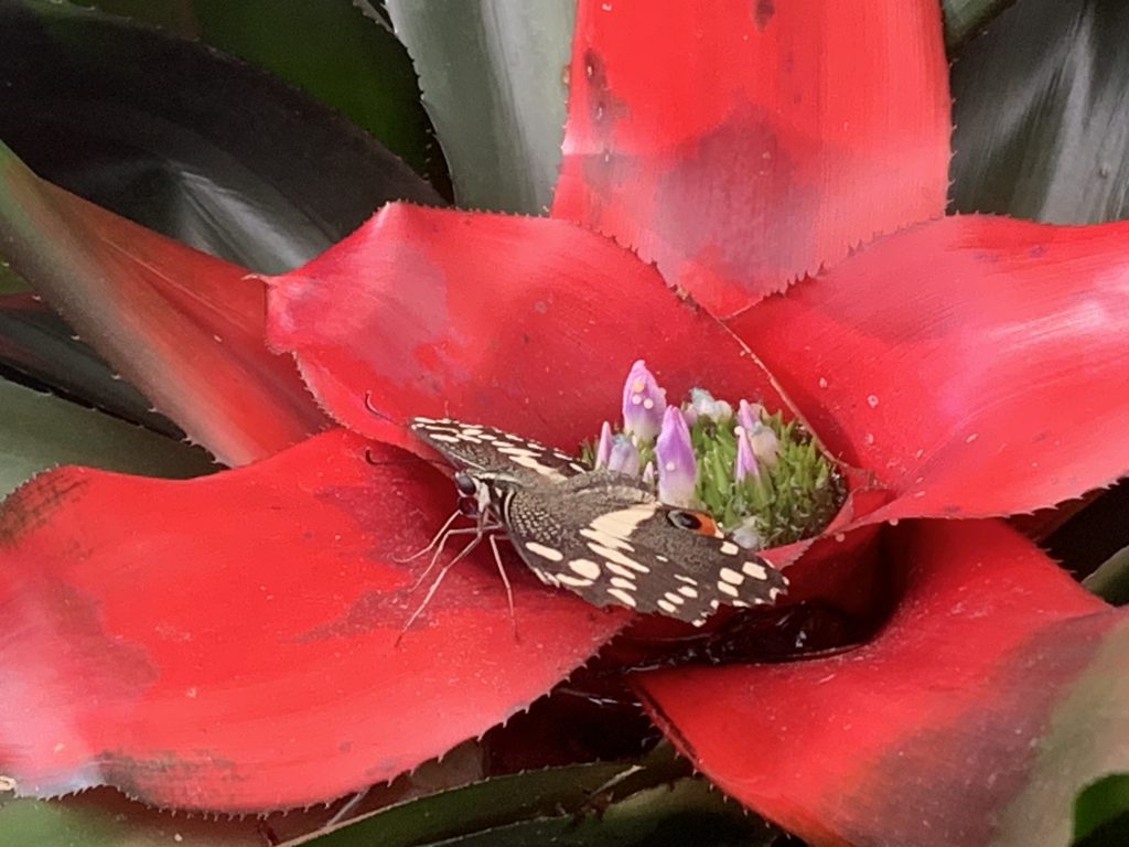 Schmetterling auf roter Blüte – Symbol für Aufblühen, Wandel und Selbstliebe.